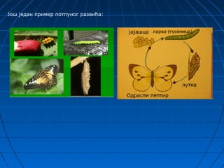 Још један пример потпуног развића:


                                     јајашца ларва (гусеница)




                                                         лутка

                                     Одрасли лептир
 