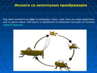 Инсекти са непотпуним преображајем



Код ових инсеката из јаја се развијају ларве, које личе на своје родитеље,
али су доста мање. Оне расту и пресвлаче се неколико пута док не постану
одрасле јединке.
 