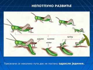 НЕПОТПУНО РАЗВИЋЕ




Пресвлаче се неколико пута док не постану одрасле јединке.
 