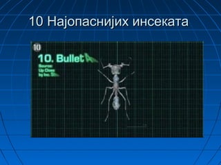 10 Најопаснијих инсеката
 