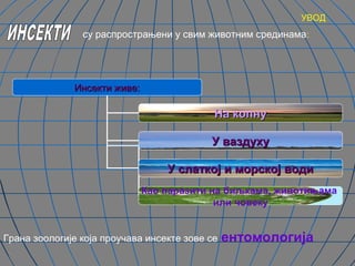 УВОД
                су распрострањени у свим животним срединама:




              Инсекти живе:

                                            На копну

                                           У ваздуху

                                  У слаткој и морској води
                              Као паразити на биљкама, животињама
                                            или човеку


Грана зоологије која проучава инсекте зове се   ентомологија
 