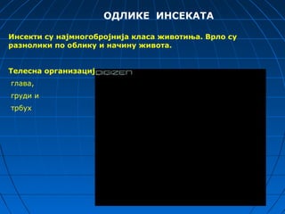 ОДЛИКЕ ИНСЕКАТА

Инсекти су најмногобројнија класа животиња. Врло су
разнолики по облику и начину живота.


Телесна организација:
глава,
груди и
трбух
 