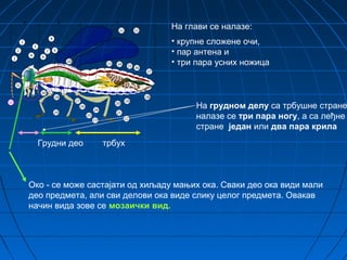 На глави се налазе:
                                 • крупне сложене очи,
                                 • пар антена и
                                 • три пара усних ножица




                                      На грудном делу са трбушне стране
                                      налазе се три пара ногу, а са леђне
                                      стране један или два пара крила
  Грудни део     трбух



Око - се може састајати од хиљаду мањих ока. Сваки део ока види мали
део предмета, али сви делови ока виде слику целог предмета. Овакав
начин вида зове се мозаички вид.
 