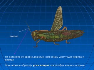 антена




На антенама су бројне длачице, које имају улогу чула мириса и
додира

Усне ножице образују усни апарат прилагођен начину исхране
 