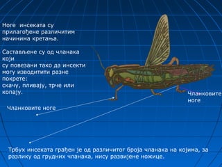 Ноге инсеката су
прилагођене различитим
начинима кретања.

Састављене су од чланака
који
су повезани тако да инсекти
могу изводитити разне
покрете:
скачу, пливају, трче или
копају.                                                     Чланковите
                                                            ноге
 Чланковите ноге




 Трбух инсеката грађен је од различитог броја чланака на којима, за
 разлику од грудних чланака, нису развијене ножице.
 