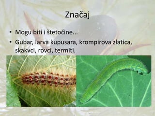 Značaj
• Mogu biti i štetočine...
• Gubar, larva kupusara, krompirova zlatica,
skakvci, rovci, termiti.
 