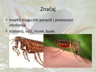 Značaj
• Insekti mogu biti paraziti i prenosioci
oboljenja.
• Komarci, vaši, muve, buve.
 