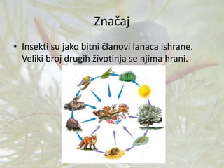 Značaj
• Insekti su jako bitni članovi lanaca ishrane.
Veliki broj drugih životinja se njima hrani.
 