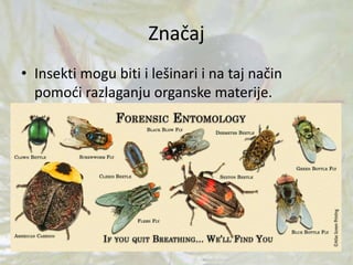 Značaj
• Insekti mogu biti i lešinari i na taj način
pomoći razlaganju organske materije.
 