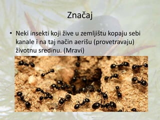 Značaj
• Neki insekti koji žive u zemljištu kopaju sebi
kanale i na taj način aerišu (provetravaju)
životnu sredinu. (Mravi)
 