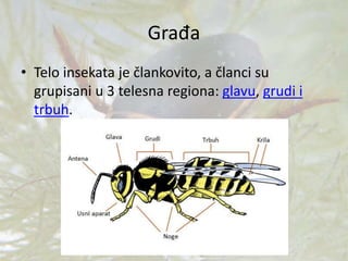 Građa
• Telo insekata je člankovito, a članci su
grupisani u 3 telesna regiona: glavu, grudi i
trbuh.
 