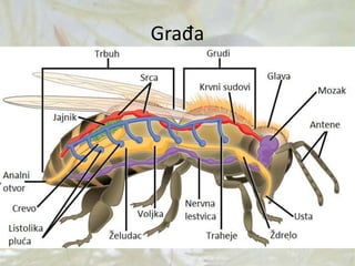 Građa
 