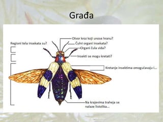 Građa
 