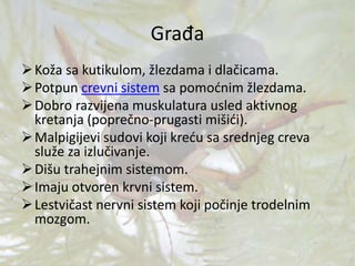 Građa
Koža sa kutikulom, žlezdama i dlačicama.
Potpun crevni sistem sa pomoćnim žlezdama.
Dobro razvijena muskulatura usled aktivnog
kretanja (poprečno-prugasti mišići).
Malpigijevi sudovi koji kreću sa srednjeg creva
služe za izlučivanje.
Dišu trahejnim sistemom.
Imaju otvoren krvni sistem.
Lestvičast nervni sistem koji počinje trodelnim
mozgom.
 