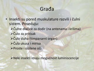 Građa
• Insekti su pored muskulature razvili i čulni
sistem. Poseduju:
Čulne dlačice za dodir (na antenama i krilima)
Čulo za pritisak
Čulo sluha (timpanarni organ)
Čula ukusa i mirisa
Proste i složene oči
Neki insekti imaju mogućnost luminiscencije
 