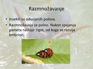 Razmnožavanje
• Insekti su odvojenih polova.
• Razmnožavaju se polno. Nakon spajanja
gameta nastaje zigot, od koga se razvija
embrion.
 