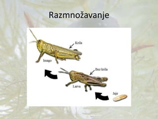 Razmnožavanje
 