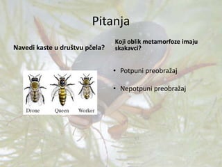 Pitanja
Navedi kaste u društvu pčela?
Koji oblik metamorfoze imaju
skakavci?
• Potpuni preobražaj
• Nepotpuni preobražaj
 