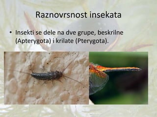 Raznovrsnost insekata
• Insekti se dele na dve grupe, beskrilne
(Apterygota) i krilate (Pterygota).
 