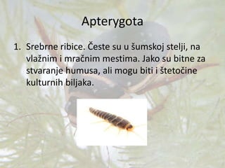 Apterygota
1. Srebrne ribice. Česte su u šumskoj stelji, na
vlažnim i mračnim mestima. Jako su bitne za
stvaranje humusa, ali mogu biti i štetočine
kulturnih biljaka.
 