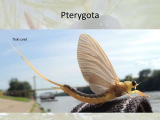 Pterygota
1. Vodeni cvetovi.
Insekti sa krupnim mrežastim krilima, prednji
par je značajno veći.
Larve žive u vodi i po 2-3 godine, a odrasli samo
par sati do nekoliko dana na kopnu.
Tiski cvet
 
