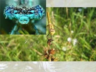 Pterygota
2. Vilini konjici.
I larve i odrasli vilini konjici su grabljivice, hrane
se drugim insektima. Imaju izraženu obojenost
tela i dva para dugačkih krila. Žive u blizini vode.
 