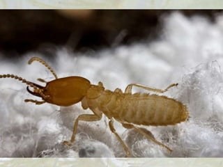 Pterygota
5. Termiti.
Grudi i trbuh su im široko spojeni. Imaju uzana
krila koja odbacuju kad odrastu. Žive u
društvima gde je primećeno raslojavanje na
kaste. Grade termitnjake i poznate su štetočine.
 