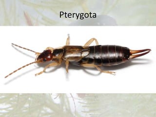 Pterygota
6. Uholaže.
Noćni su insekti, žive ispod kamenja. Imaju
veoma kratka prednja krila. Na kraju trbuha
imaju snažne viljuškaste nastavke. Ime su dobili
po tome što su ljudi uvereni da ulaze u uši!
 