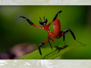 Pterygota
7. Bogomoljke.
Krupni su i grabljivi insekti. Ženke nakon parenja
često pojedu mužjake.
 