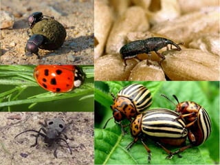 Pterygota
13. Tvrdokrilci.
Najbrojnija su grupa insekata. Imaju čvrsta
prednja krila i opnasta zadnja krila. Veoma su
raznovrsni po izgledu i načinu života.
 