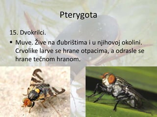 Pterygota
15. Dvokrilci.
 Muve. Žive na đubrištima i u njihovoj okolini.
Crvolike larve se hrane otpacima, a odrasle se
hrane tečnom hranom.
 