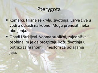 Pterygota
 Komarci. Hrane se krvlju životinja. Larve žive u
vodi a odrasli na kopnu. Mogu prenositi neka
oboljenja.
 Obadi i štrkljevi. Veoma su slični, zajednička
osobina im je da progrizaju kožu životinja u
potrazi za hranom ili mestom za polaganje
jaja.
 