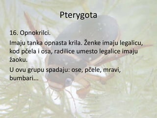 Pterygota
16. Opnokrilci.
Imaju tanka opnasta krila. Ženke imaju legalicu,
kod pčela i osa, radilice umesto legalice imaju
žaoku.
U ovu grupu spadaju: ose, pčele, mravi,
bumbari...
 