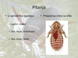 Pitanja
• U opnokrilce spadaju:
– Leptiri i moljci
– Ose, muve, bubašvabe
– Ose, mravi, pčele.
• Prepoznaj vrstu sa slike
 