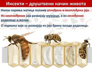 insekti.pptx