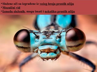 
Složene oči su izgrađene iz većeg broja prostih očiju

Mozaični vid

Između složenih, mogu imati i nekoliko prostih očiju
 