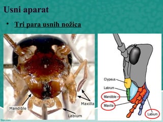 Usni aparat

Tri para usnih nožica
 