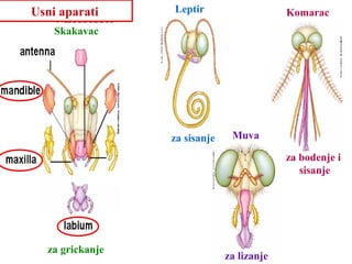 za grickanje
Usni aparati
za bodenje i
sisanje
KomaracLeptir
za sisanje Muva
za lizanje
Skakavac
 