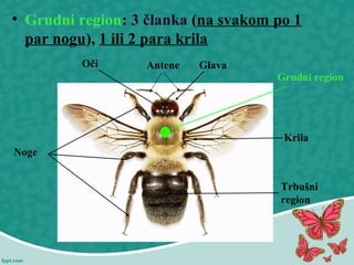 • Grudni region: 3 članka (na svakom po 1
par nogu), 1 ili 2 para krila
Grudni region
Krila
Noge
AnteneOči
Trbušni
region
Glava
 