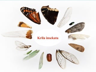 Krila insekata
 