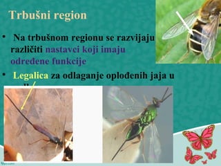Trbušni region

Na trbušnom regionu se razvijaju
različiti nastavci koji imaju
određene funkcije

Legalica za odlaganje oplođenih jaja u
podlogu
 