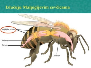 Izlučuju Malpigijevim cevčicama
 