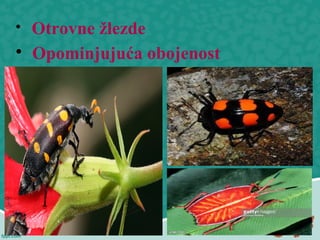
Otrovne žlezde

Opominjuća obojenost
 
