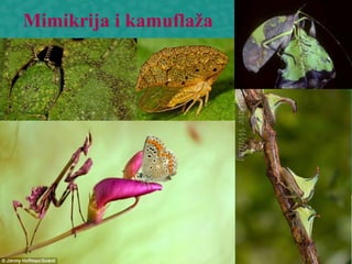 Mimikrija i kamuflaža
 