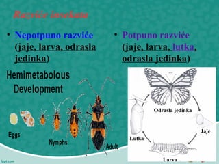 Razviće insekata
• Nepotpuno razviće
(jaje, larva, odrasla
jedinka)
• Potpuno razviće
(jaje, larva, lutka,
odrasla jedinka)
Jaje
Larva
Lutka
Odrasla jedinka
 