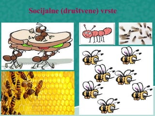 Socijalne (društvene) vrste
 