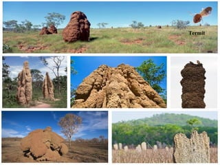 Termit
 