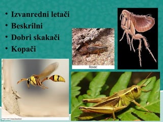 • Izvanredni letači
• Beskrilni
• Dobri skakači
• Kopači
 