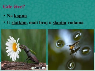 Gde žive?
• Na kopnu
• U slatkim, mali broj u slanim vodama
 