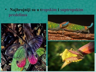 
Najbrojniji su u tropskim i suptropskim
predelima
 